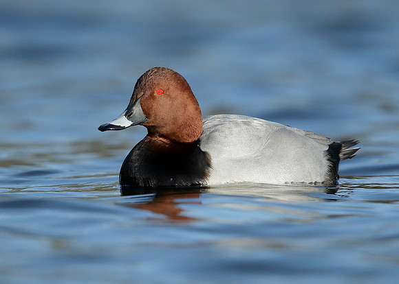 Pochard  Aythya ferina