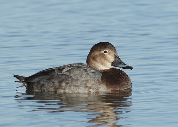 Pochard Aythya ferina