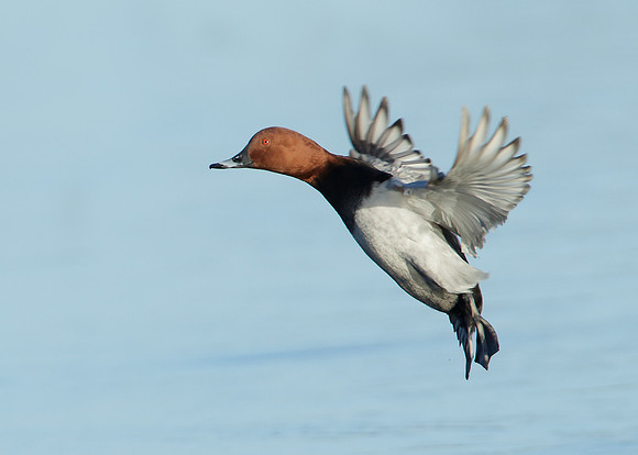 Pochard Aythya ferina