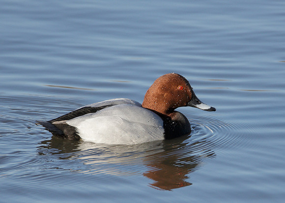 Pochard Aythya ferina