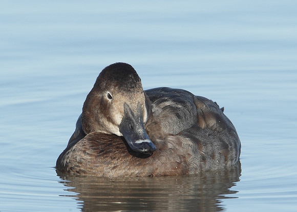 Pochard Aythya ferina
