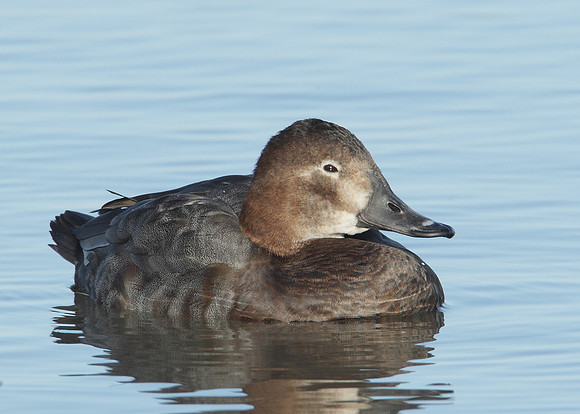 Pochard Aythya ferina