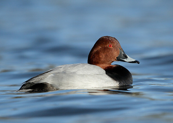 Pochard  Aythya ferina