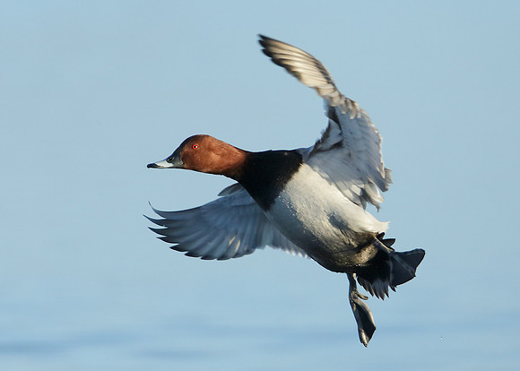 Pochard Aythya ferina
