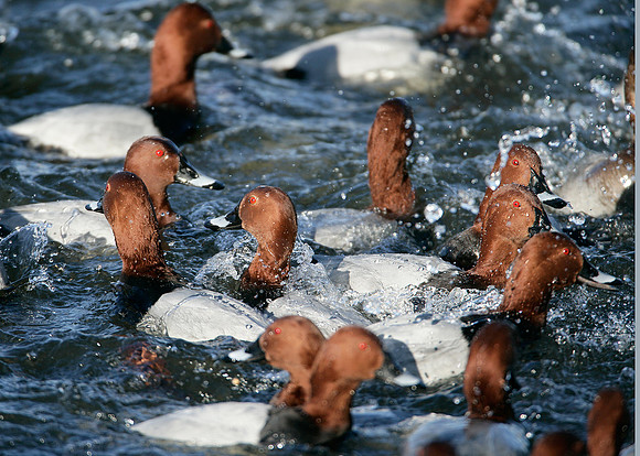 Pochard Aythya ferina