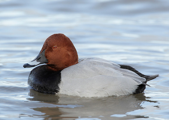 Pochard Aythya ferina