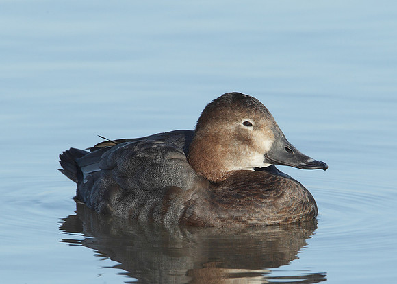 Pochard Aythya ferina