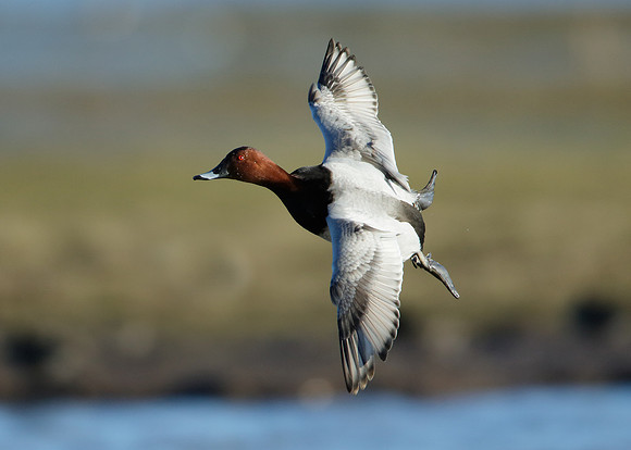 Pochard Aythya ferina