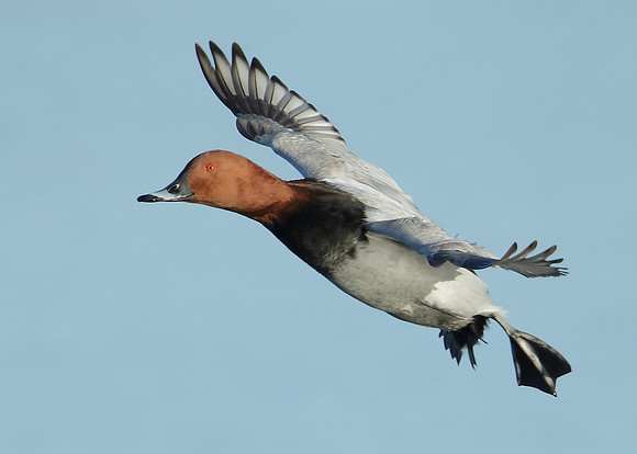 Pochard Aythya ferina