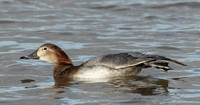 Pochard Aythya ferina