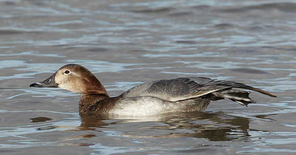 Pochard Aythya ferina