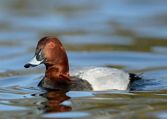 Pochard  Aythya ferina