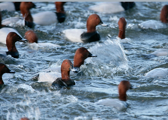 Pochard Aythya ferina