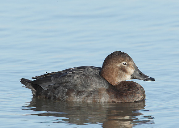 Pochard Aythya ferina