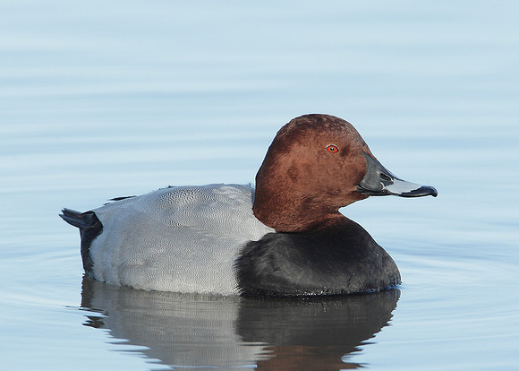Pochard Aythya ferina