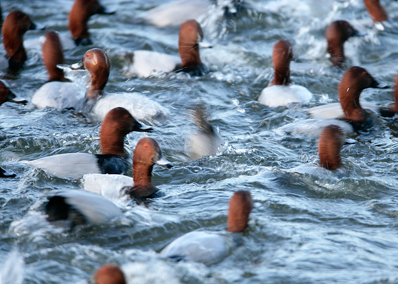 Pochard Aythya ferina