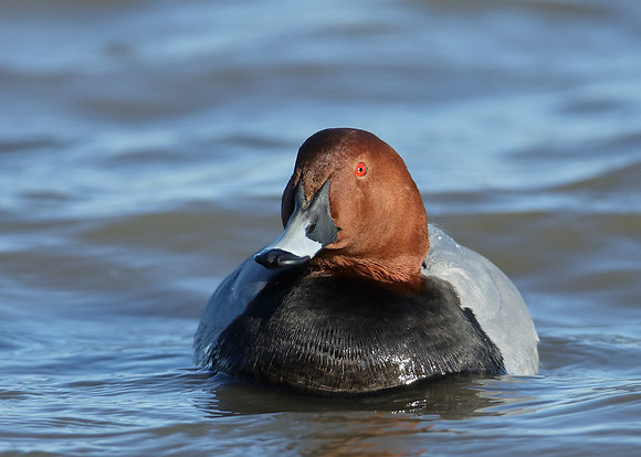 Pochard Aythya ferina