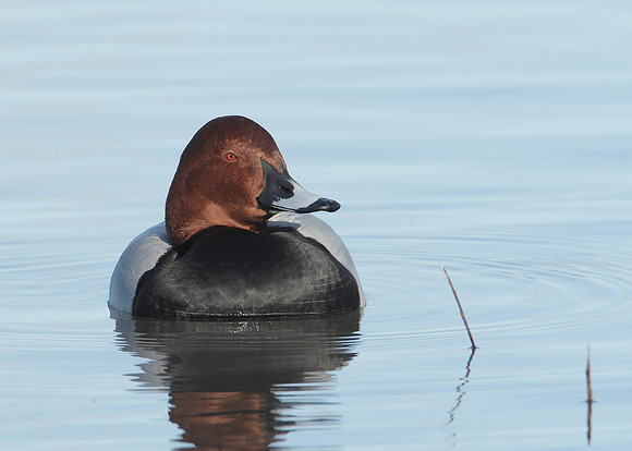 Pochard Aythya ferina