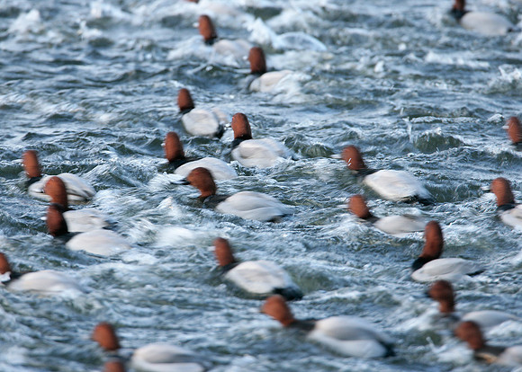 Pochard Aythya ferina