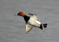 Pochard Aythya ferina