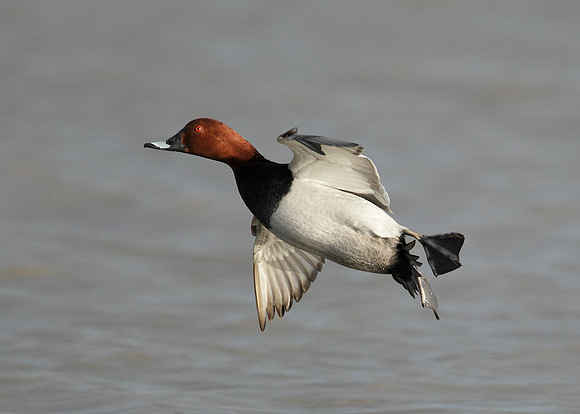 Pochard Aythya ferina
