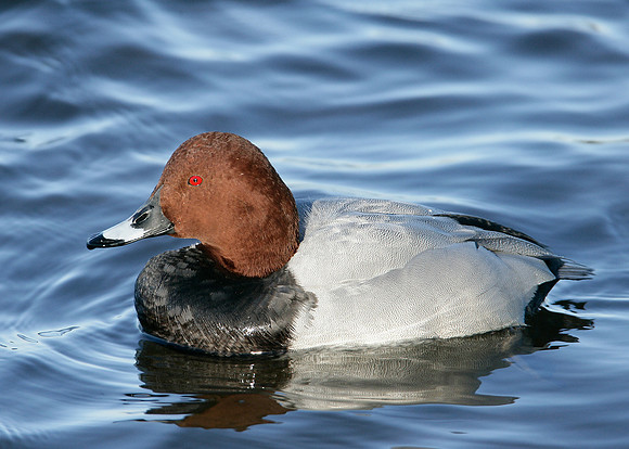 Pochard Aythya ferina