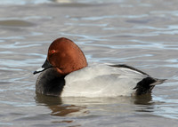 Pochard Aythya ferina