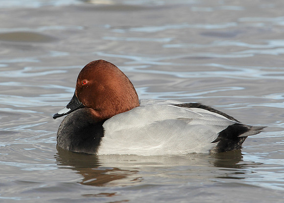 Pochard Aythya ferina