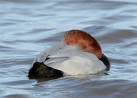 Pochard Aythya ferina