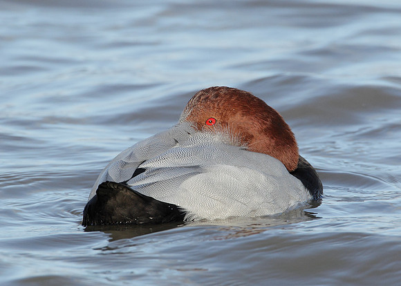 Pochard Aythya ferina