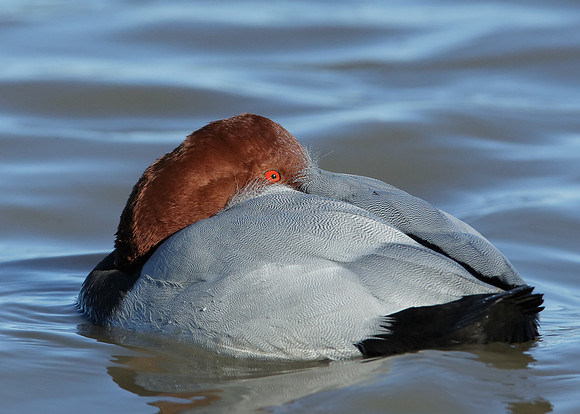 Pochard Aythya ferina