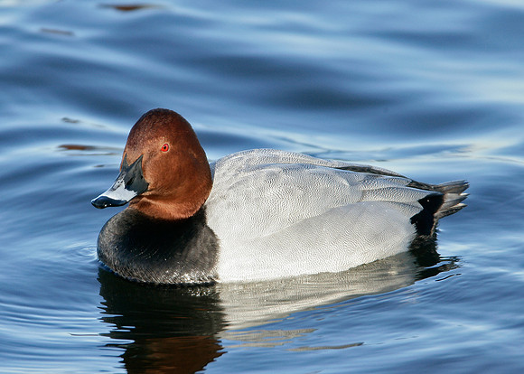 Pochard Aythya ferina