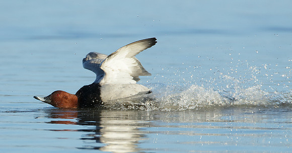 Pochard Aythya ferina