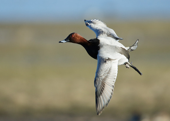 Pochard Aythya ferina