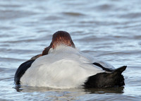Pochard Aythya ferina