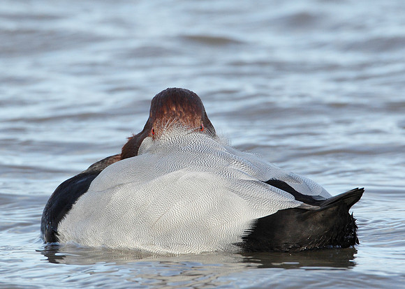 Pochard Aythya ferina