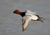 Pochard Aythya ferina