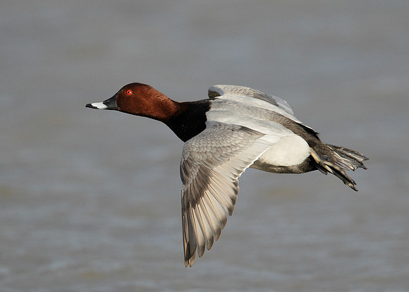 Pochard Aythya ferina