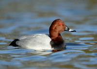 Pochard  Aythya ferina