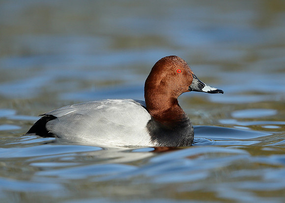 Pochard  Aythya ferina