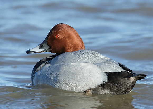 Pochard Aythya ferina