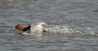 Pochard Aythya ferina