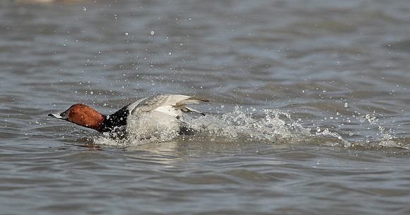 Pochard Aythya ferina