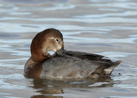 Pochard Aythya ferina