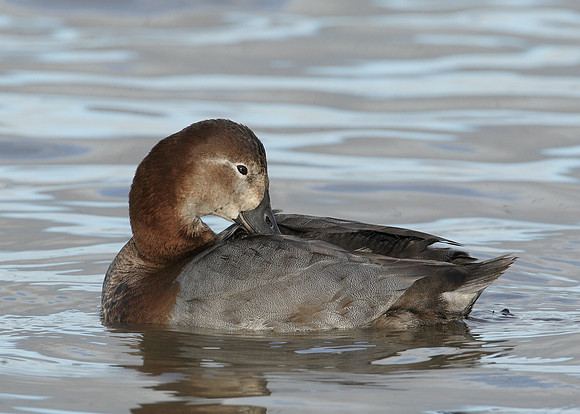 Pochard Aythya ferina