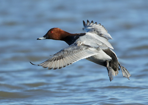 Pochard Aythya ferina