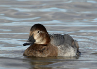 Pochard Aythya ferina