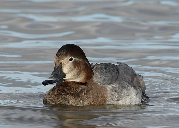 Pochard Aythya ferina