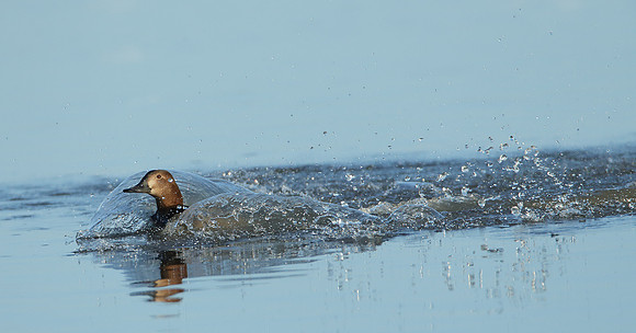 Pochard Aythya ferina