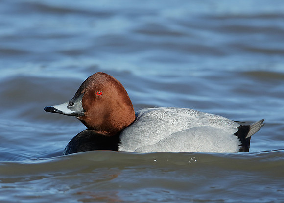 Pochard Aythya ferina